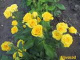  Golden Bebi (Голден Беби) (Мультифлора)